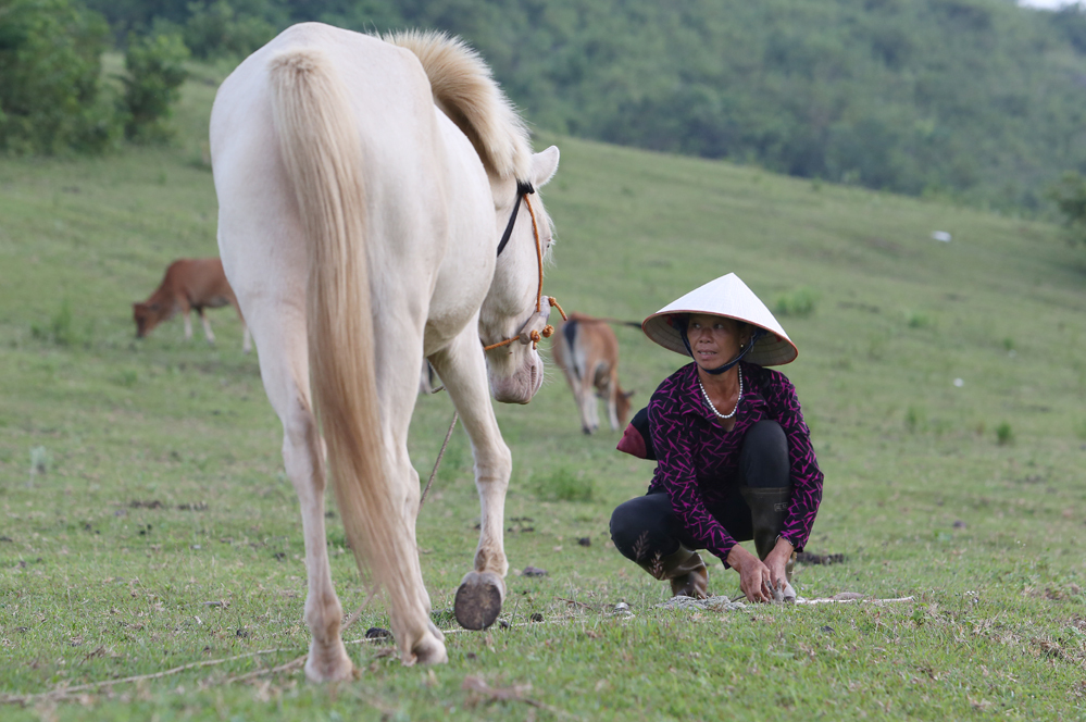 Ghe-tham-thu-phu-nuoi-ngua-bach-lon-nhat-viet-nam-6