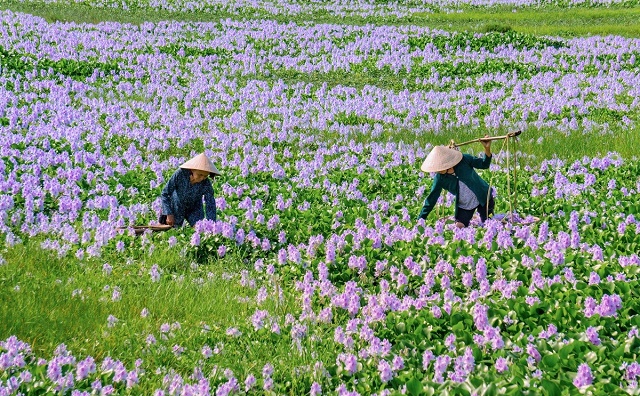 lang-que-xu-quang-voi-cau-tre-cay-co-don-dep-nhu-trong-mat-biec-7