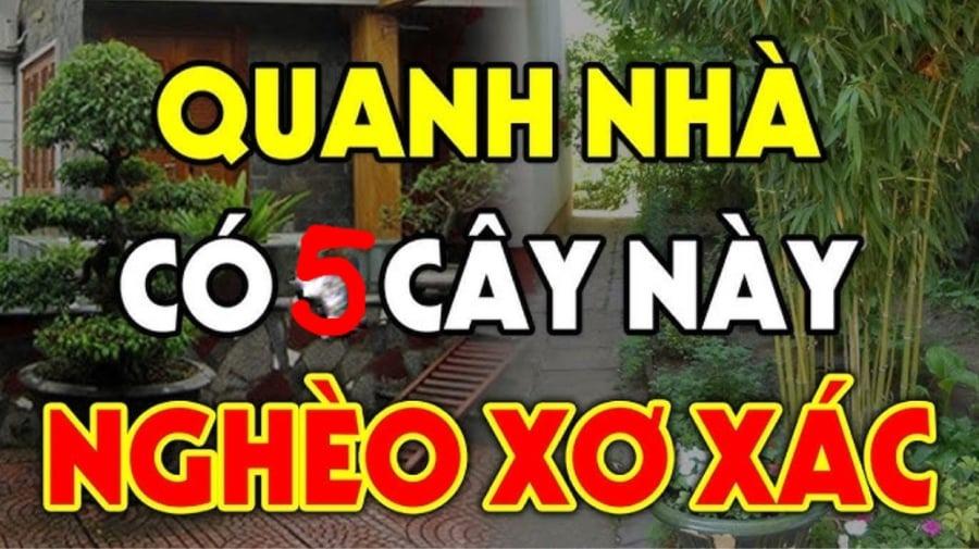 5-cay-ac-vao-nha-cay-cang-xanh-tot-thi-nguoi-cang-suy-kiet