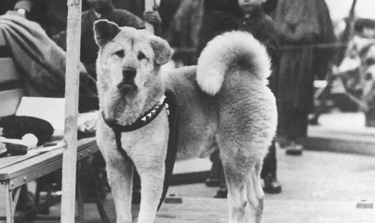 chú chó Hachiko của Nhật Bản – tin tức, hình ảnh nóng nhất về chú chó ...