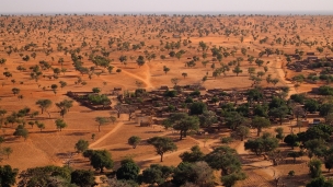 Bất ngờ sa mạc Sahara xuất hiện 1,8 tỷ cây xanh mơn mởn, lật ngược nhận định 'vùng đất chết' xưa kia